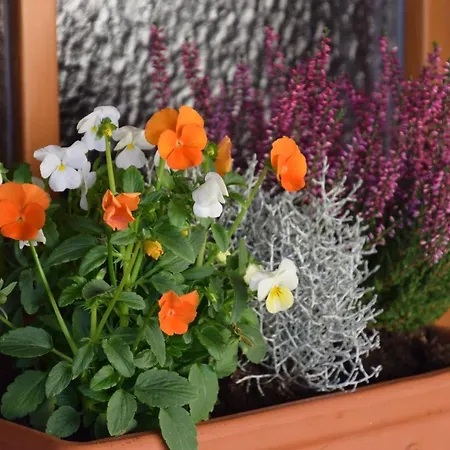 Comenius Moravus Vinarsky Dvur بيت ضيافة ميكولوف